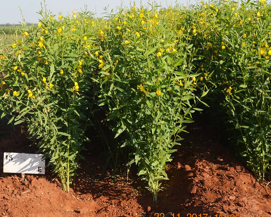 Zimbabwe Sugar Association Experiment Station