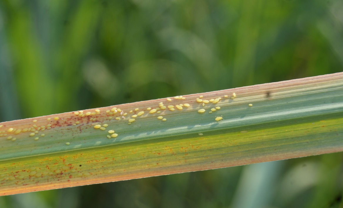 Zimbabwe Sugar Association Experiment Station