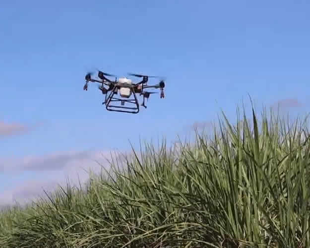 Use of Drones in Sugarcane Production