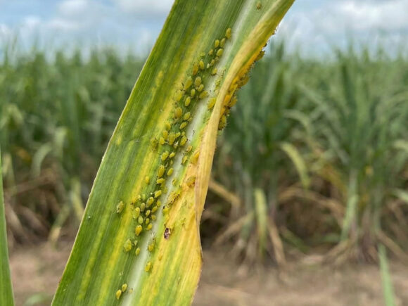 Registered Insecticides for Yellow Sugarcane Aphid (YSA) Management